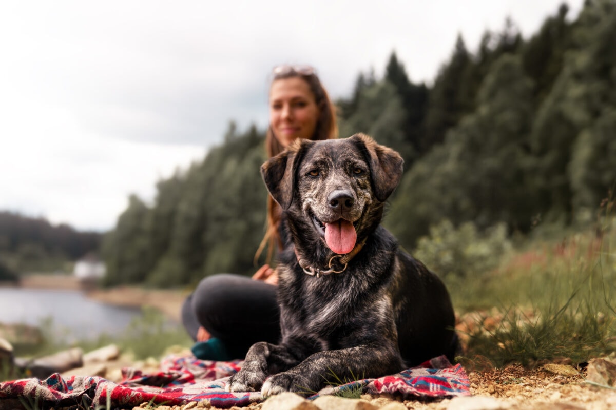 Hund liegt entspannt auf einer Decke, im Hintergrund seine Besitzerin