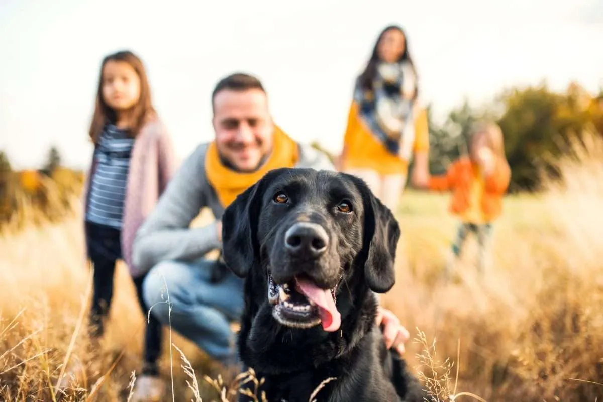 Schwarzer Labrador mit seiner Familie auf einer herbstlichen Wiese