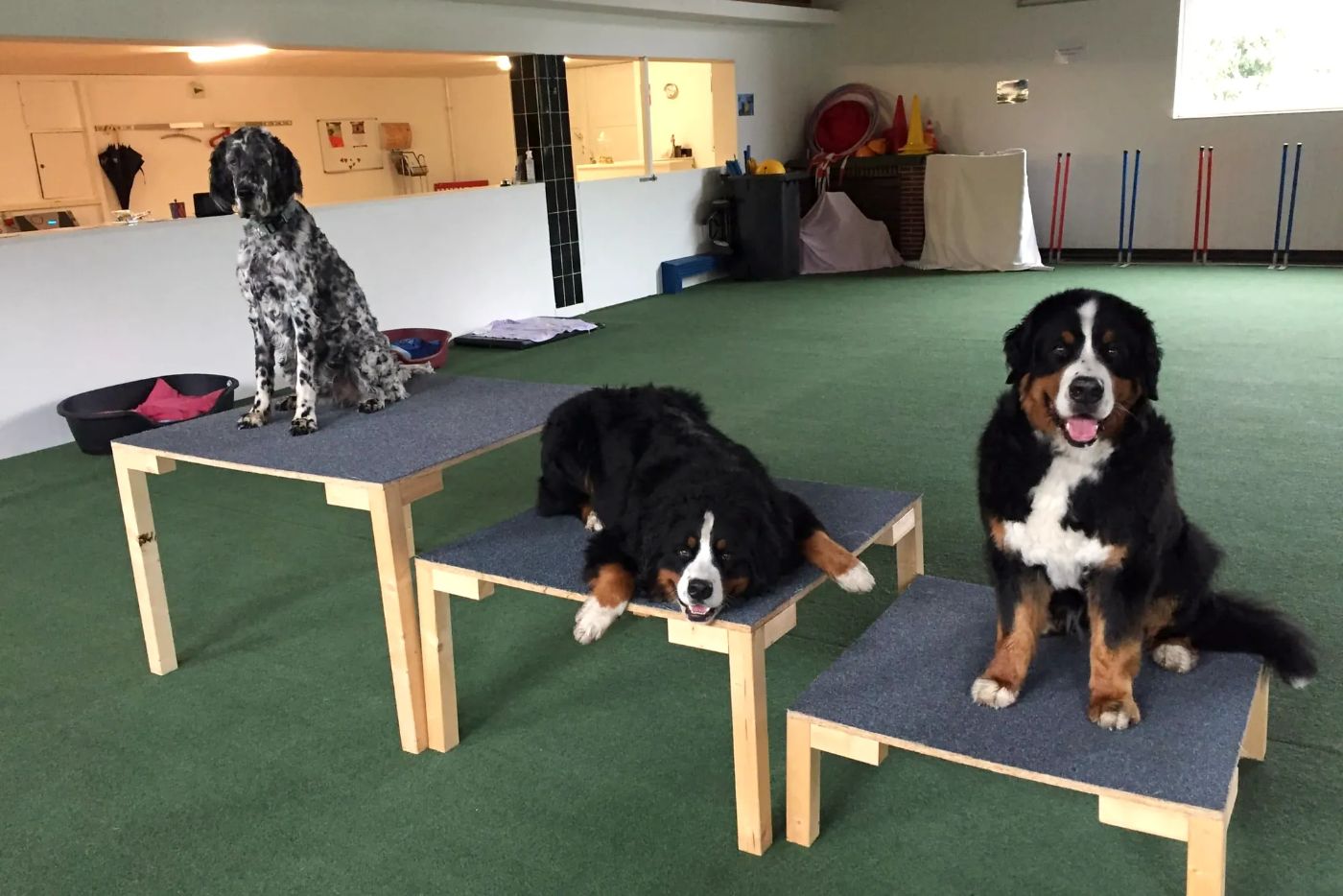 Drei Hunde sitzen und liegen auf Holzpodesten in der Halle